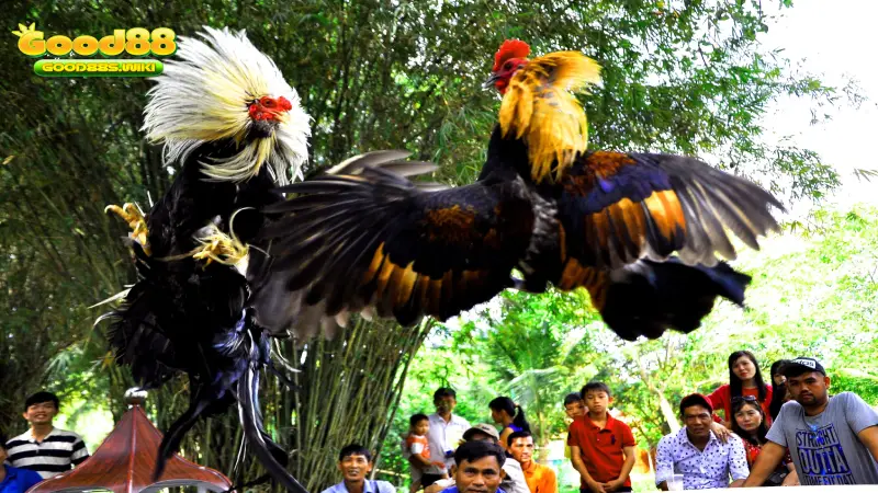 Đá gà ở Việt Nam