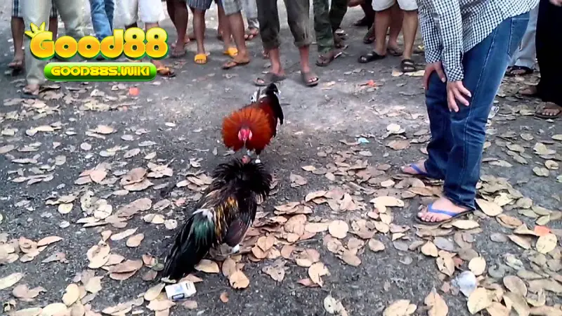 Kênh đá gà trực tiếp
