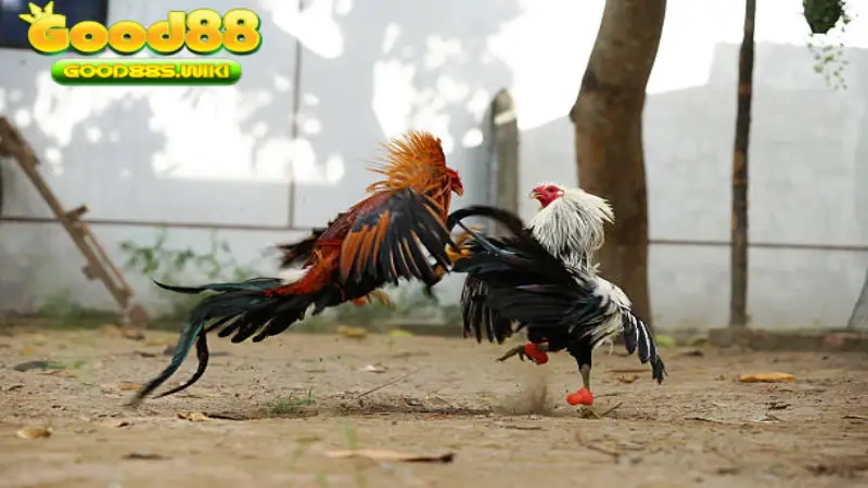 Những trận đá gà hay nhất khơi gợi cảm xúc