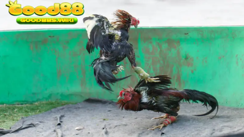 Những trận đá gà hay nhất